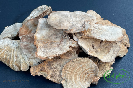 Ciuperci uscate Iasca albite