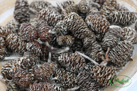 Conuri eger indiai albite