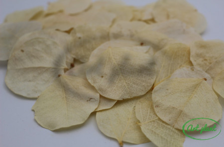 Frunze Moneta Alb / Crem