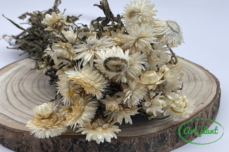 Helichrysum Alb Natural