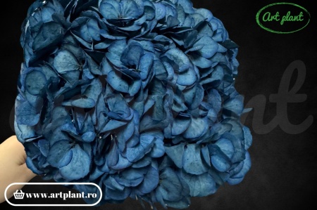 Hortensie Criogenata Albastru Inchis Blu06 XL