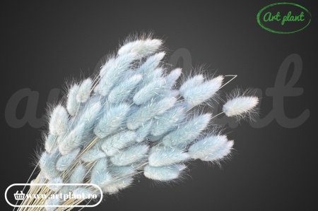 Lagurus albastru deschis