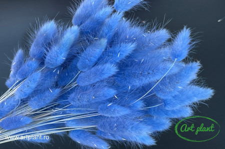 Lagurus albastru violet