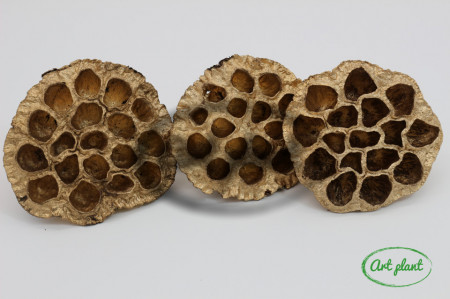 Lotus auriu 8-10 cm , 3 buc