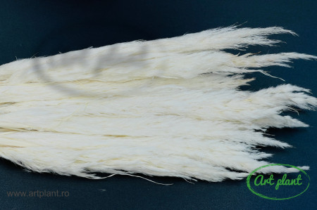 Mini Pampas Alb / Crem