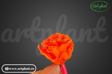 Mini Roze Portocaliu Ora02