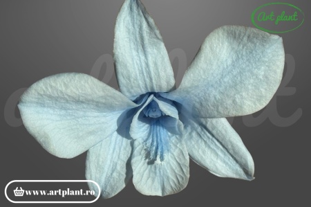 Orhidee Dendrobium Light Blue