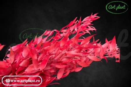 Ruscus italian stabilizat fuchsia