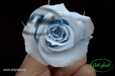 Trandafir Criogenat Bleo Blu89
