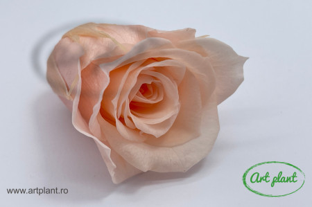 Trandafir criogenat Porcelain Pink M