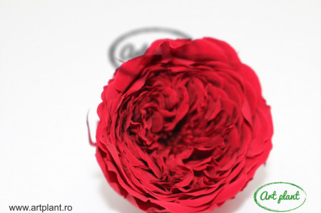 Trandafiri Criogenati de Gradina Amelia Rosii Red01