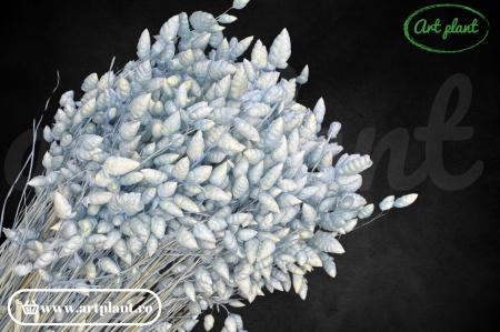 Briza maxima celeste (G)