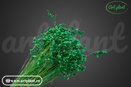 Briza maxima verde deschis (G)
