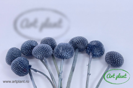Craspedia criogenata gray