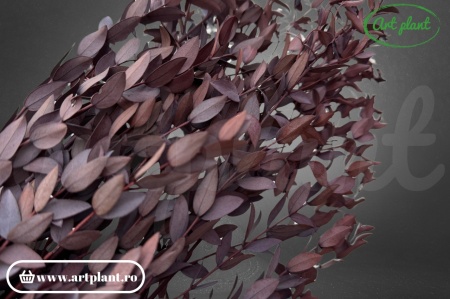 Eucalipt Parvifolia Bordo