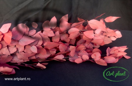 Eucalipt Stuartiana Red