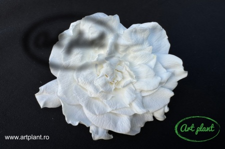Gardenia Criogenata Alb