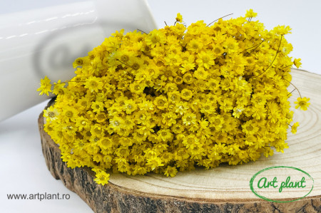 Glixia Lime