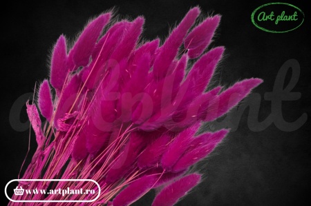 Lagurus fuchsia