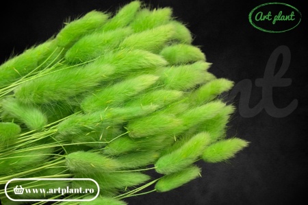 Lagurus verde deschis
