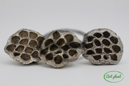 Lotus champagne 5-8 cm , 3 buc