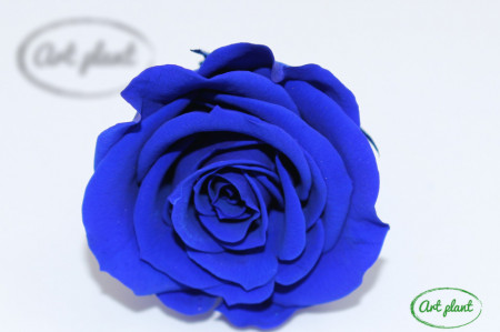 Mini Roze Warmi Albastru Blu03