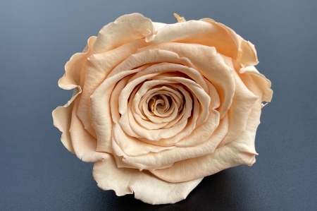 Mini Roze Warmi Caramel Toff 01