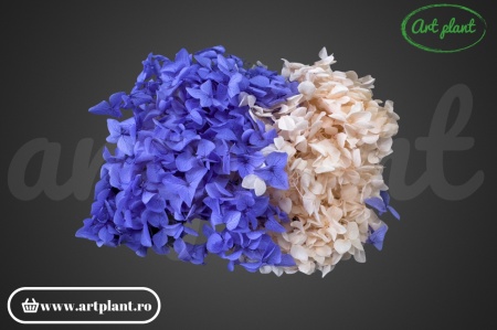 Mix Hortensie Stabilizată – Set cu 2 Culori Naturale