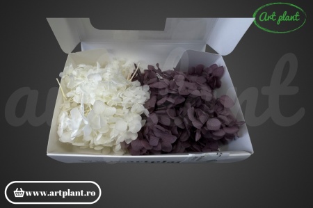 Mix Hortensie Stabilizată – Set cu 2 Culori Naturale