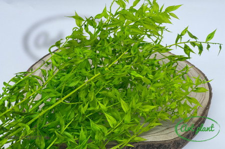 Ruscus stabilzat verde deschis