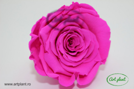 Trandafir Criogenat L Roz Fuchsia Pin07