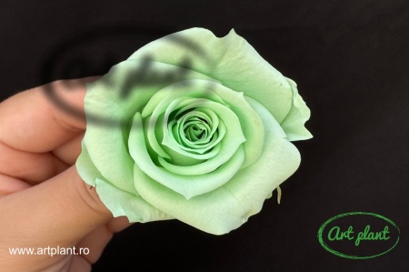 Trandafir Criogenat Verde Deschis Gre04
