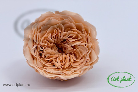 Trandafiri Criogenati de Gradina Amelia Peach Pea01