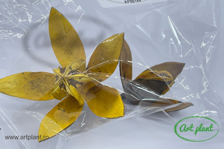 Wild Lily Galben, 2 buc