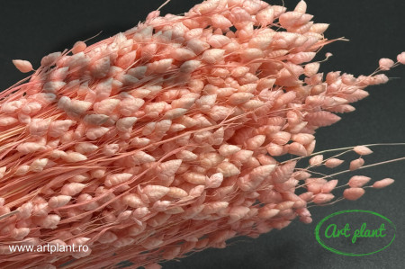 Briza Maxima Pink