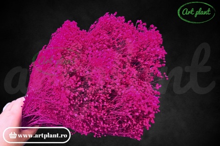 Broom Fuchsia