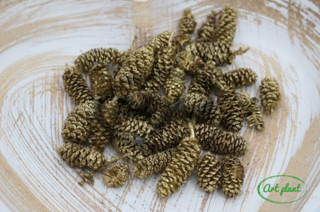 Conuri alder aurii