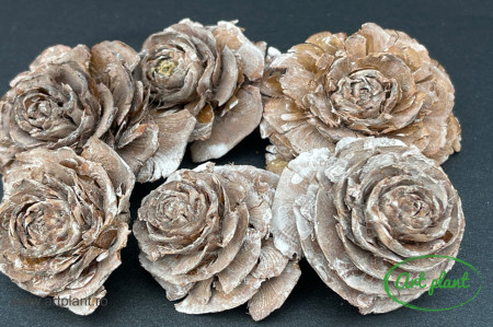 Conuri trandafir albite