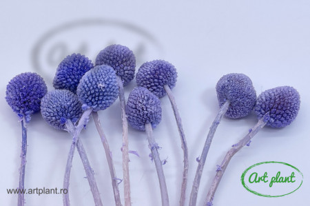 Craspedia criogenata violet