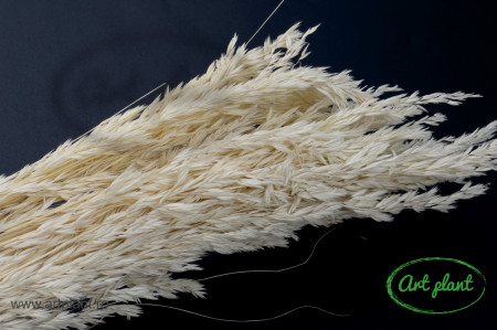 Festuca alb/ crem