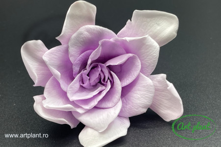 Gardenia Criogenata Alb / Mov