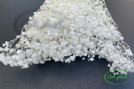 Gypsophila Criogenată Pure White