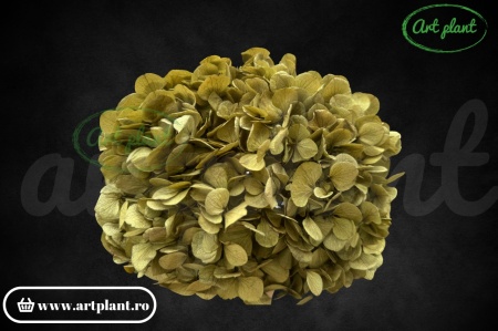 Hortensie Criogenata Verde Olive Gre06 XL