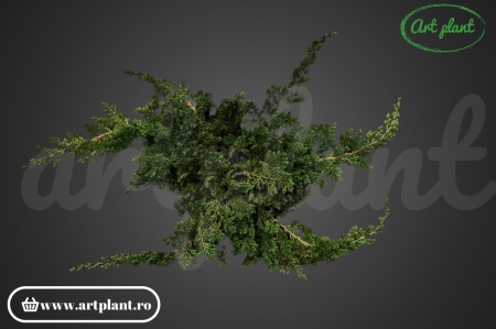 Juniper Criogenat