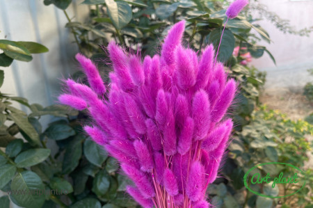 Lagurus fuchsia