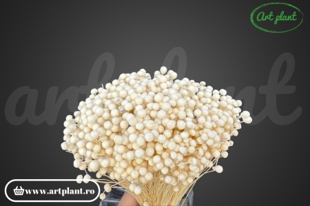 Mini Amarelino Alb / Crem
