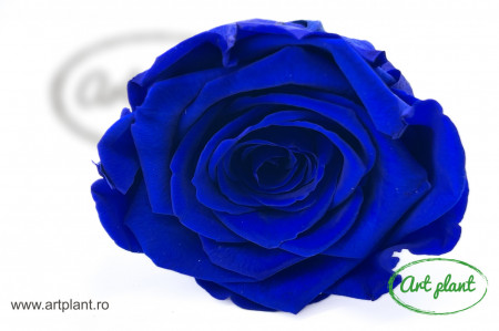 Trandafir Criogenat L Albastru Blu03