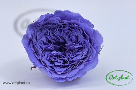 Trandafiri Criogenati de Gradina Amelia Violet Vio01