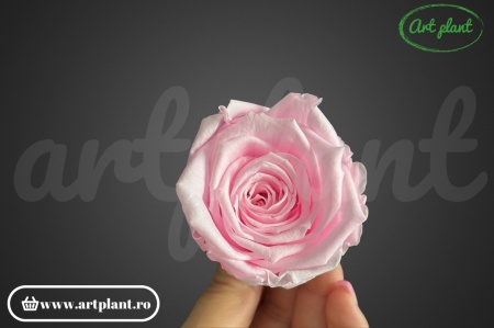 Trandafiri Criogenati L Roz Pin99