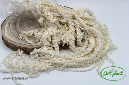 Amaranthus Alb/Crem